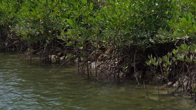 Deep mangrove roots submerged in the stagnant water of a lagoon