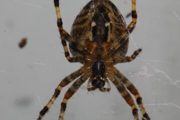 Closeup of a beautiful spider hanging on a web