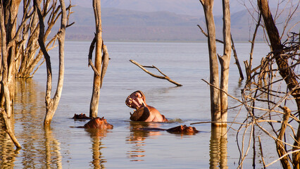 Family of hippopotamus with yawning big hippo in flooded Lake Baringo  Kenya Safari