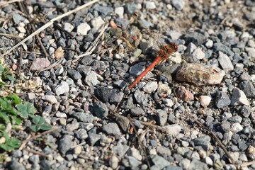 Closeup shot of a red common darter dragonfly perched on the rocky ground