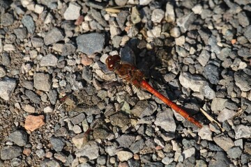 Closeup shot of a red common darter dragonfly perched on the rocky ground
