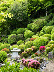 Traditional Japanese garden with azalea bushes blooming in springtime