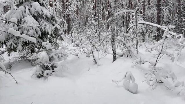 Winter forest, all trees are covered with snow. Video for the background. Cold, beautiful winter weather. Fairy forest.