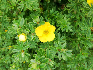 Makro flower in garden