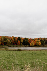 autumn landscape with trees