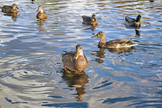 A flock of wild ducks on the lake. Many wild ducks swim in the lake.