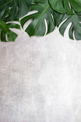 Tropical monstera leaves on gray concrete table. Vertical background for the presentation of products. Top view, selective focus, copy space