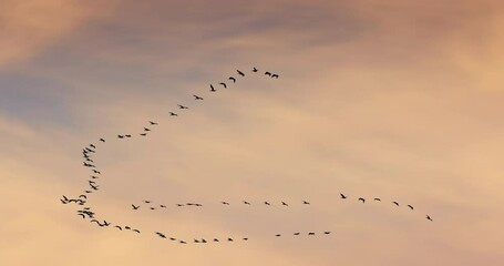 Flock of flying birds against the background clouds in sunrise sky. Birds migrate by autumn toward Africa.
