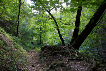 Fototapeta premium Protected landscape area with sandstone Rocks and green Nature in the Central Bohemia, Harasov, Kokorinsko, Czech Republic