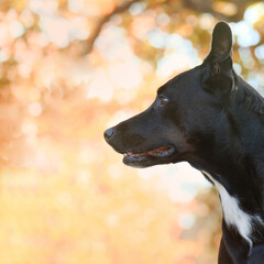Pet dog portrait with fall season color in blurred background.