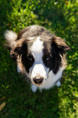 border collie dog