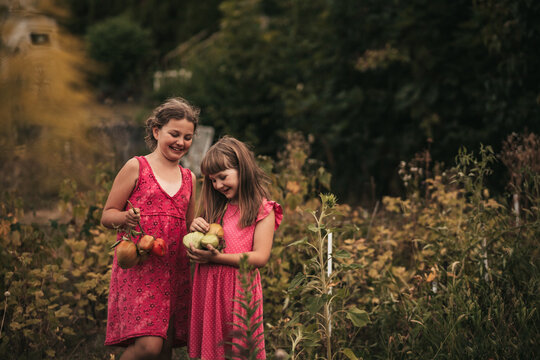 two little girls harvesting tomato in the vegetable garden
