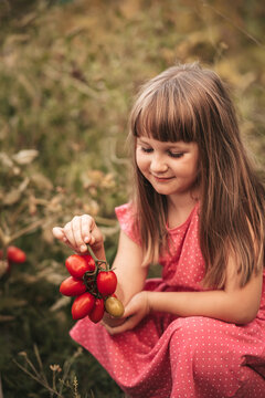 little girl harvesting tomato in the vegetable garden