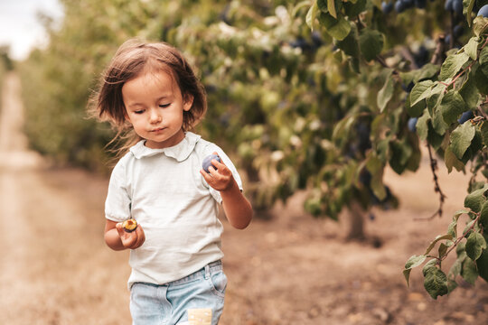 Little girl in the orchard plums,harvest