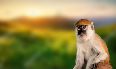Cute young monkey on green nature background.