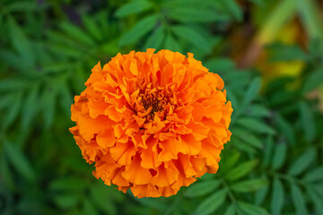 Orange marigold (Tagetes erecta) flower closeup on green leaves background.