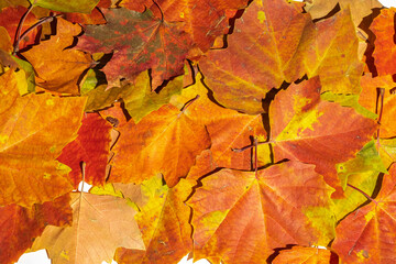 Naklejka na ściany i meble Yellow autumn leaves background. Top view, full frame