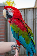 Large colorful South American macaw ara parrot close up