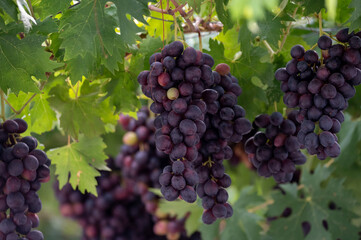 Bunches of purple ripening table grapes berries hanging down from pergola in garden on Cyprus