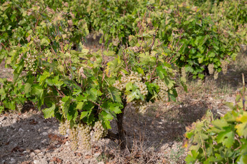 Fototapeta na wymiar Wine production on Cyprus, ripe white wine grapes ready for harvest