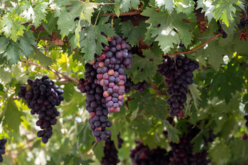 Bunches of purple ripening table grapes berries hanging down from pergola in garden on Cyprus