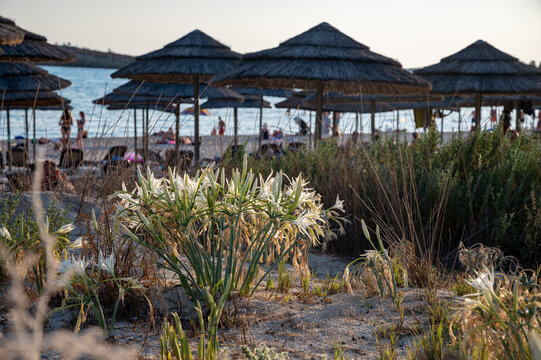 Blossom of wild white flowers sea daffodils on sandy beach on Cyprus