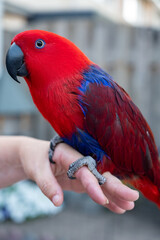 Eclectus female parrot native to the Solomon Islands, Australia, and the Maluku Islands with bright red and purple-blue plumage