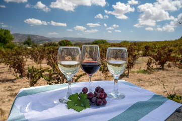 Tasting of red and white wine on vineyards of Cyprus. Wine production on Cyprus, tourists wine...