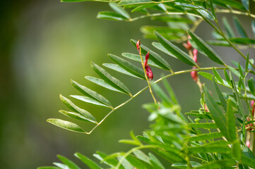 Botanical collection, Glycyrrhiza glabra or root liquorice medicinal plant growing in garden