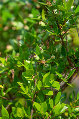 Botanical collection, leaves and berries of myrtus communis or true myrtle plant growing in garden