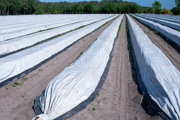 Plastic film covered fields with growing asparagus vegetables