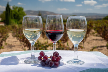 Tasting of red and white wine on vineyards of Cyprus. Wine production on Cyprus, tourists wine route.