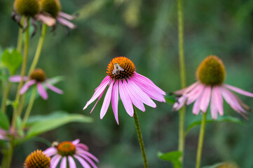 Blossom of echinacea purpurea magnus or coneflower in garden