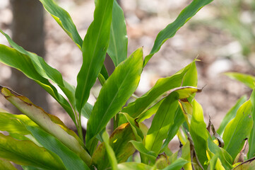 Green leaves of exotic aromatic medicinal plant cardamom close up