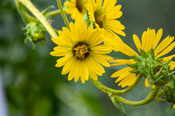 Yellow flowers heads of Silphium laciniatum or compass plant growing in garden