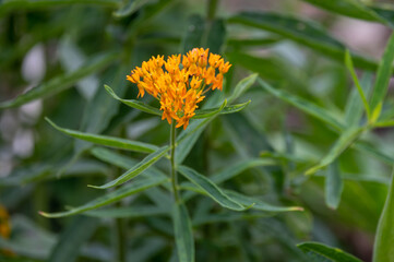 Asclepias tuberosa or butterfly weed, species of milkweed native to eastern and southwestern North America