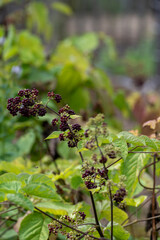 Woody shrub of Eleutherococcus senticosus or Siberian ginseng or eleuthero used in traditional Chinese medicine