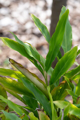 Obraz premium Green leaves of exotic aromatic medicinal plant cardamom close up