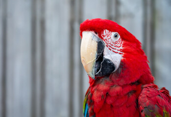 Large colorful South American macaw ara parrot close up