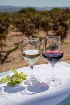 Tasting of red and white wine on vineyards of Cyprus. Wine production on Cyprus, tourists wine route.