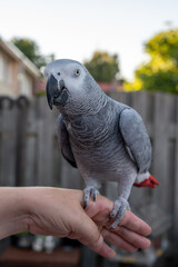 Obraz premium African grey parrot with red tail sitting on hand