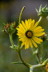 Yellow flowers heads of Silphium laciniatum or compass plant growing in garden