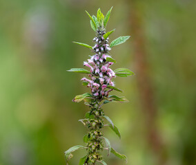 Medicinal plant leonurus cadriaca or motherwort growing in garden