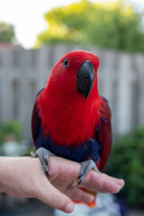 Eclectus female parrot native to the Solomon Islands, Australia, and the Maluku Islands with bright red and purple-blue plumage