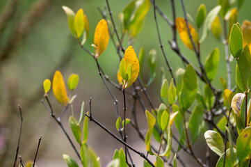 Leaves of Jojoba Simmondsia chinensis goat nut plant