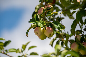 Fruit orchard with apple trees with small red fruits