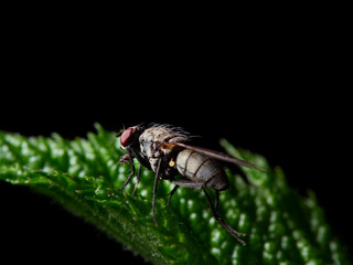fly on leaf