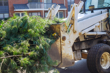 Tractor remove broken branches from trees after hurricane