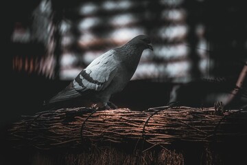 Closeup shot of a gray pigeon perched in a cage