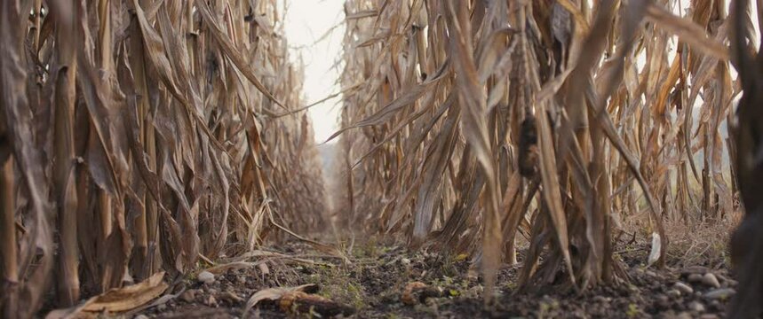 Dry cornfield global warming drought catastrophe agriculture damage